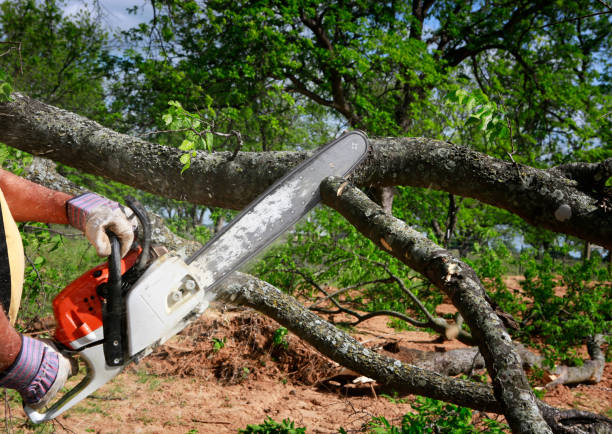 Reliable New Berlin, IL Tree Service Solutions